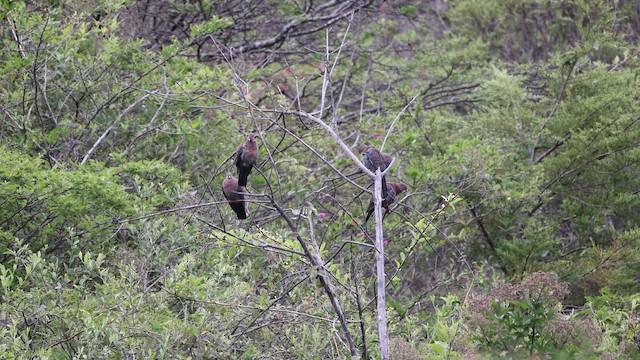 Голуб перуанський - ML645270151