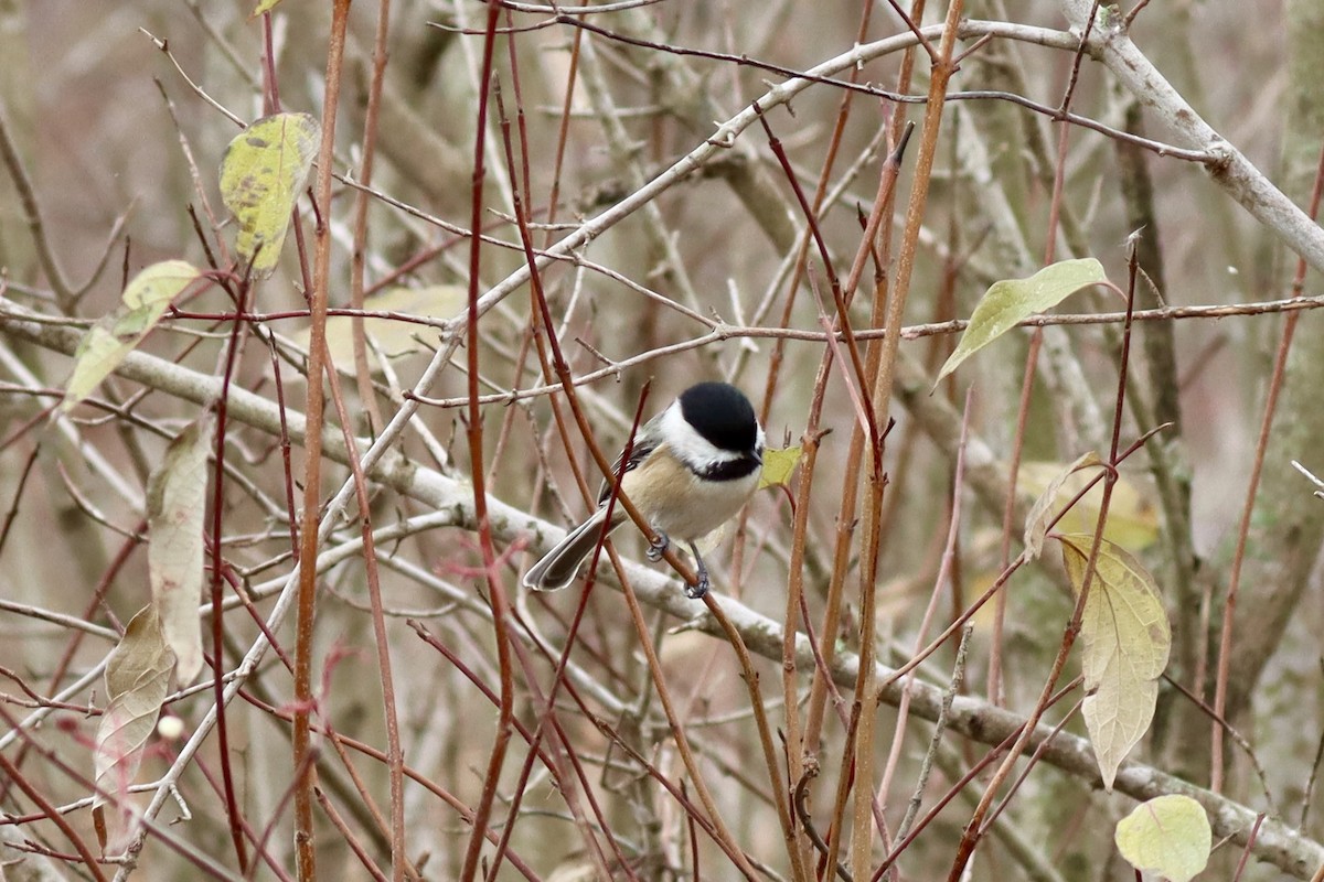 Гаїчка світлокрила - ML645270172