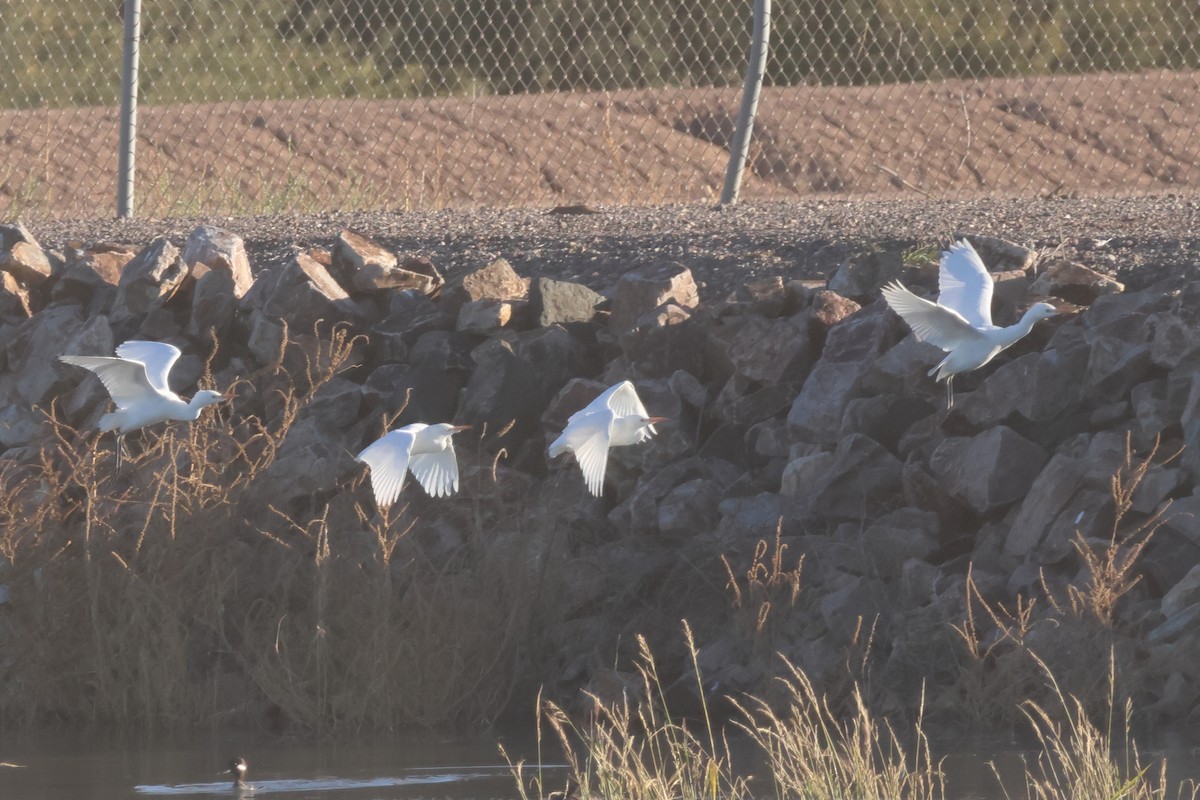 Western Cattle-Egret - ML645270174