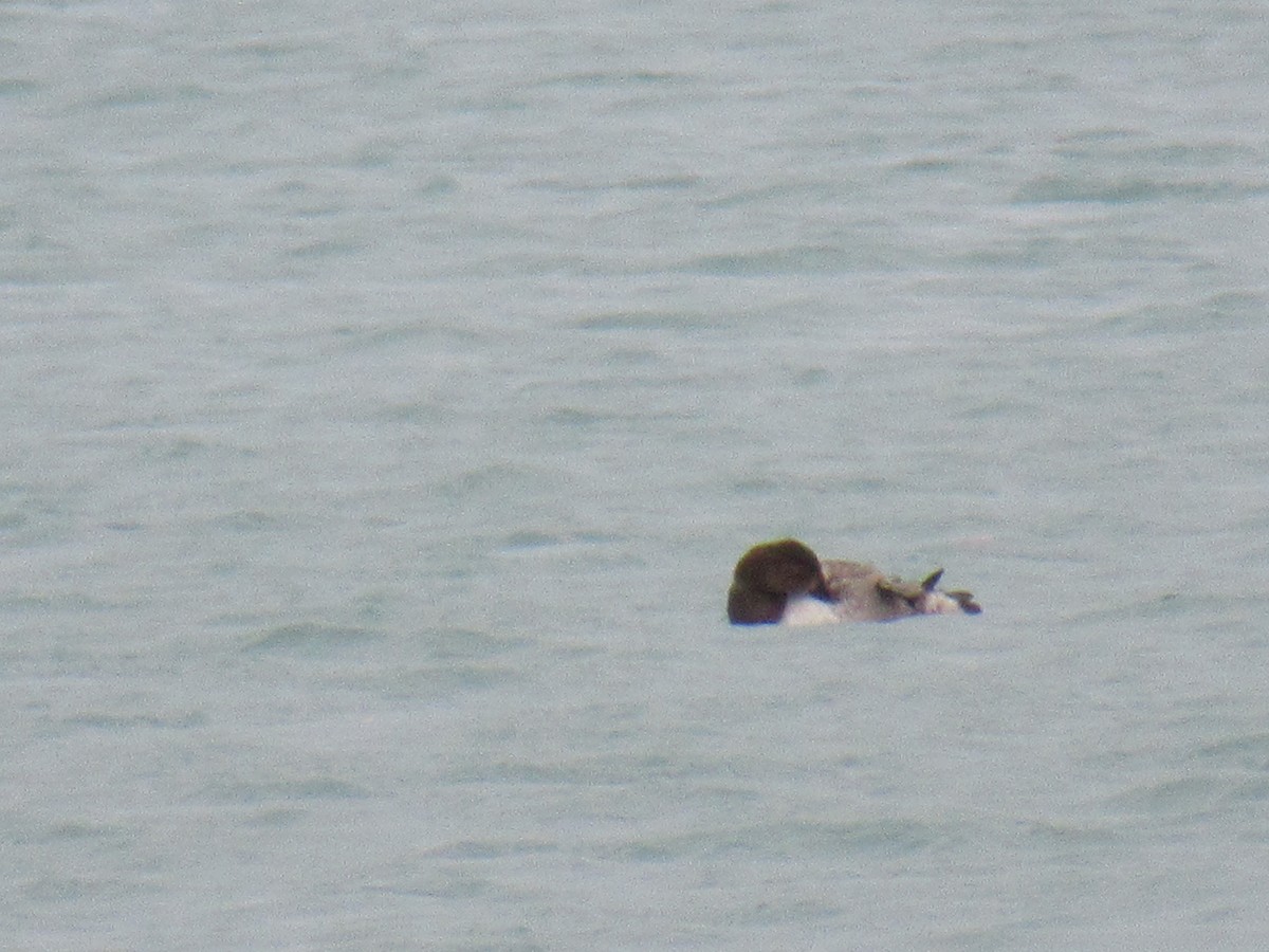 Büyük Elmabaş - ML645270193