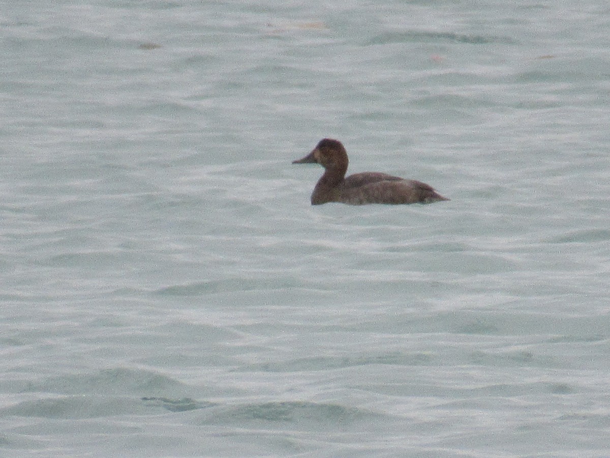 Büyük Elmabaş - ML645270194