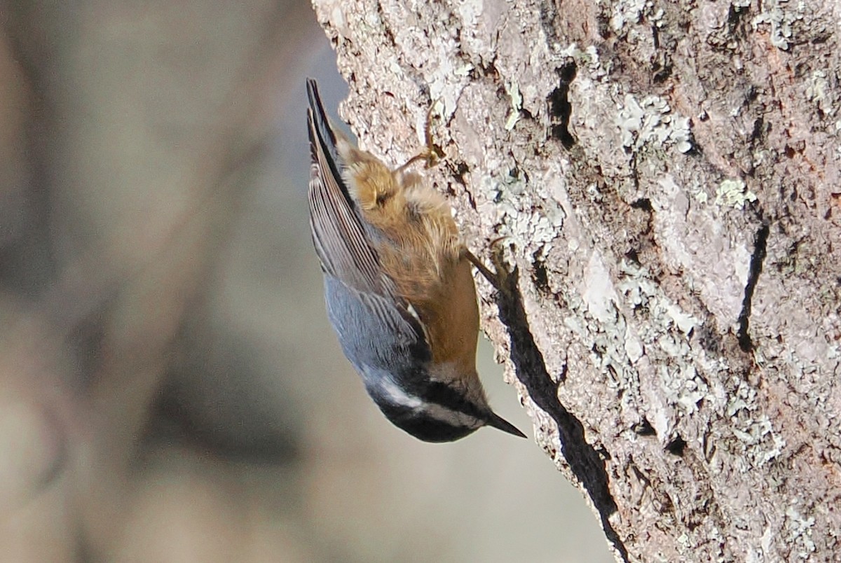 Red-breasted Nuthatch - ML645270198