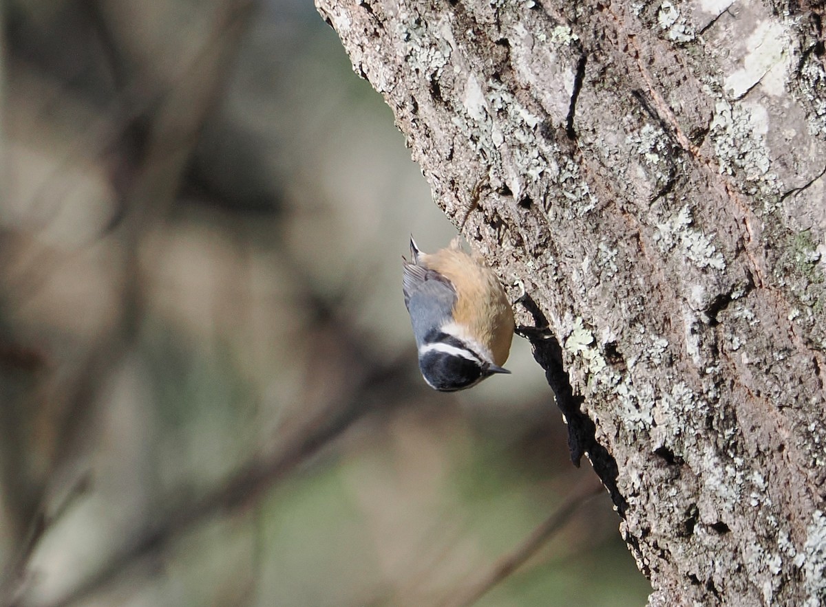 Red-breasted Nuthatch - ML645270199