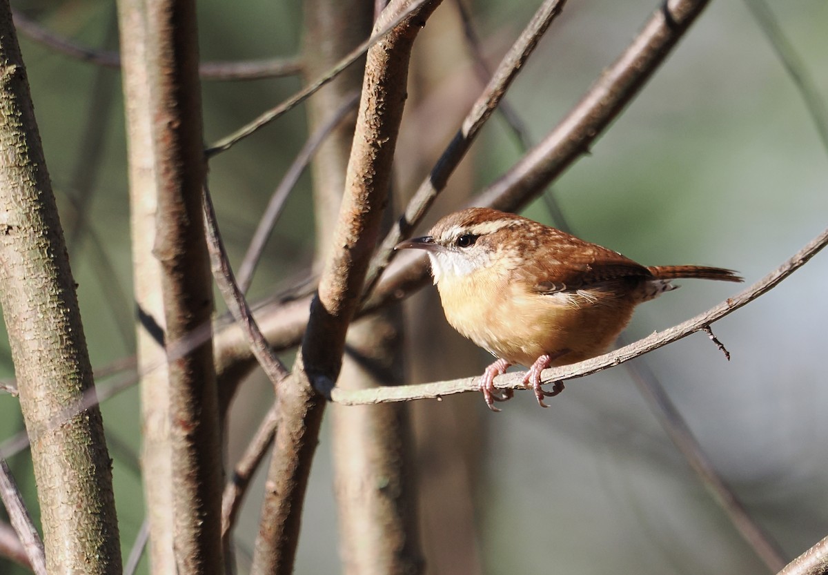 Carolina Wren - ML645270206