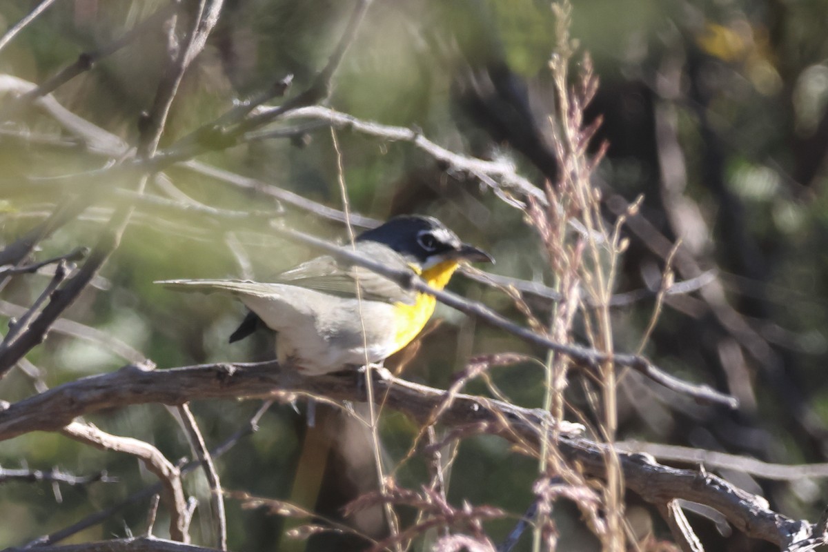Yellow-breasted Chat - ML645270245