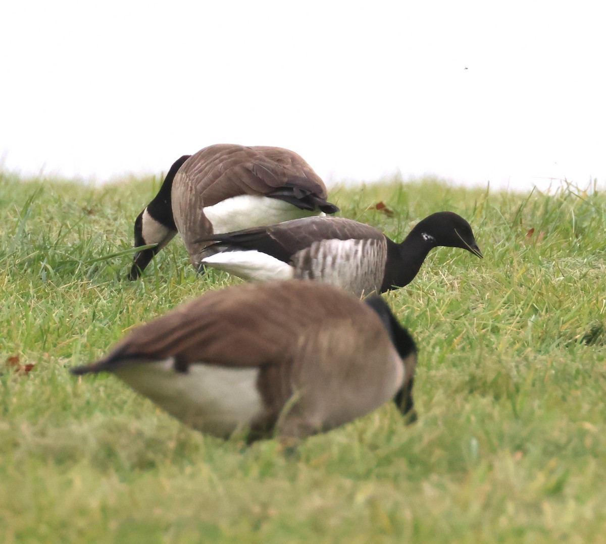 Brant (Pale-bellied) - ML645270253