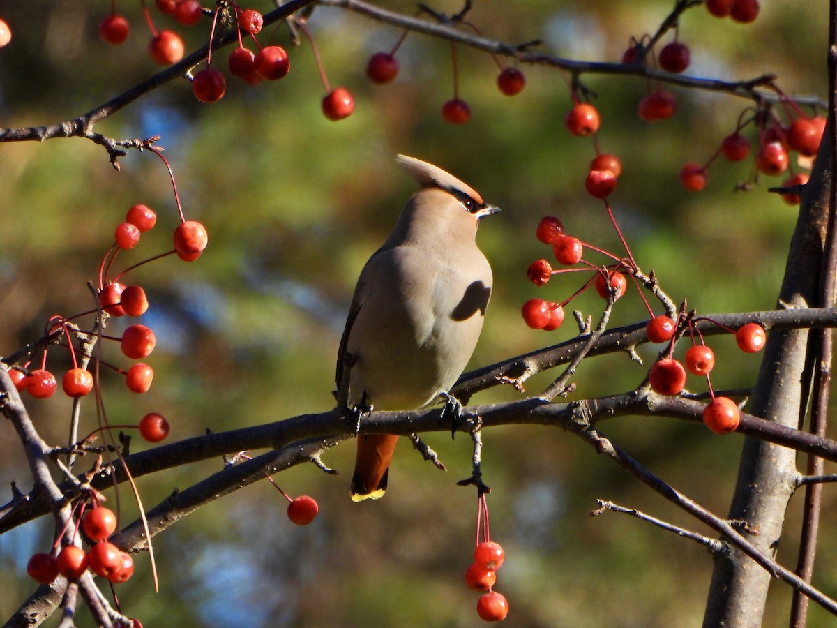 黃連雀 - ML645270262