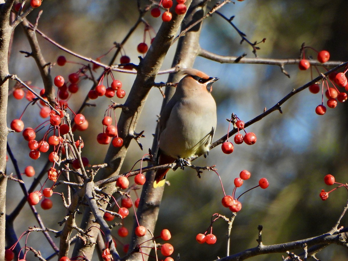 黃連雀 - ML645270263