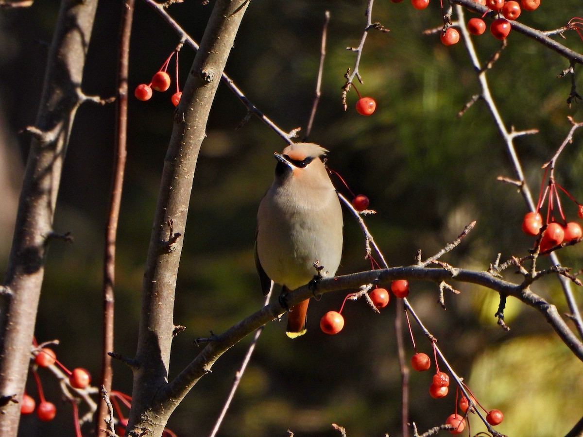 黃連雀 - ML645270264