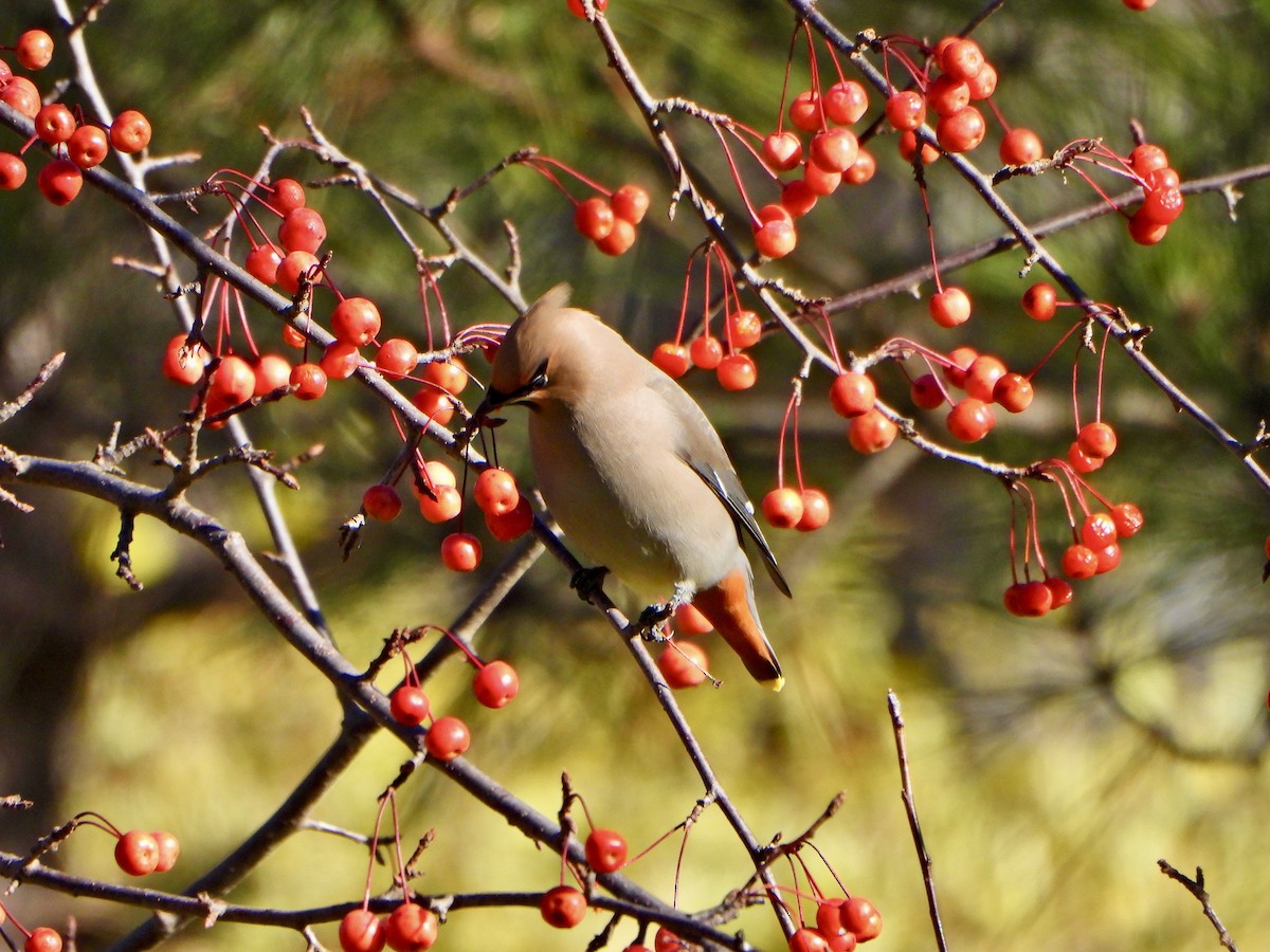 黃連雀 - ML645270265