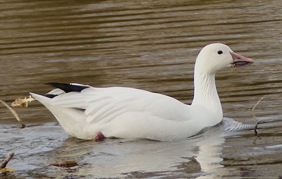 Elur-antzara - ML645270273