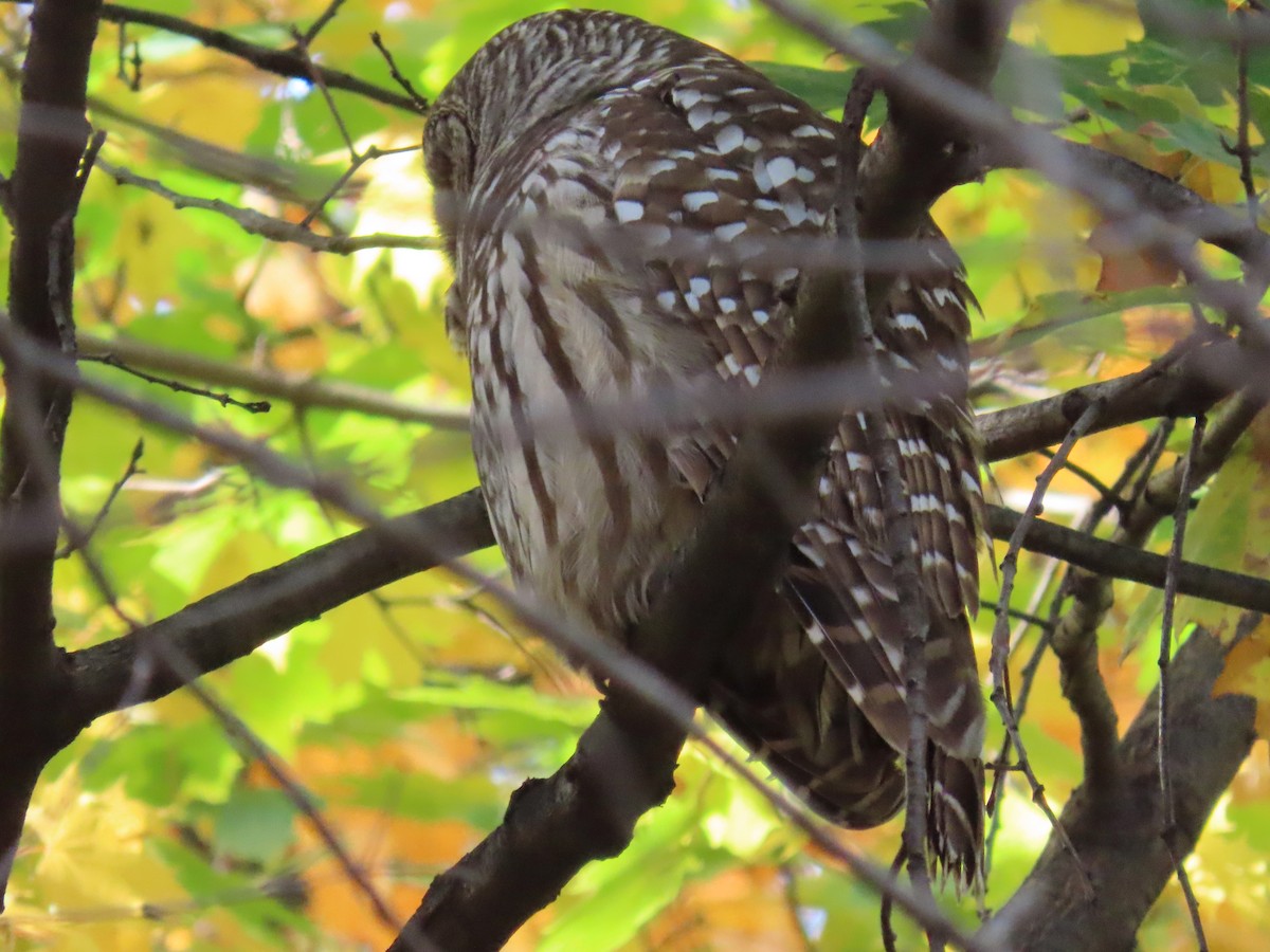 puštík proužkovaný - ML645270299