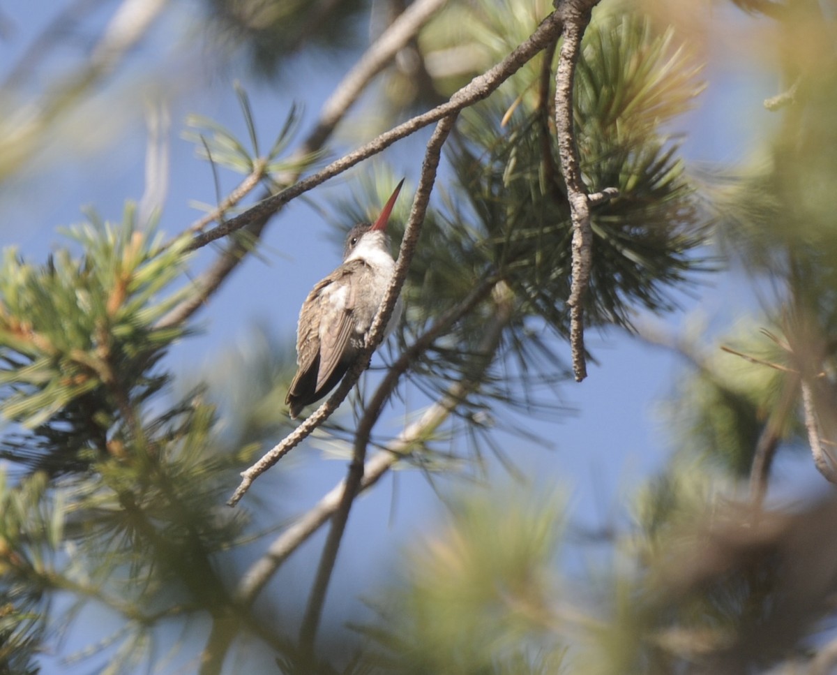 Violet-crowned Hummingbird - ML645270305