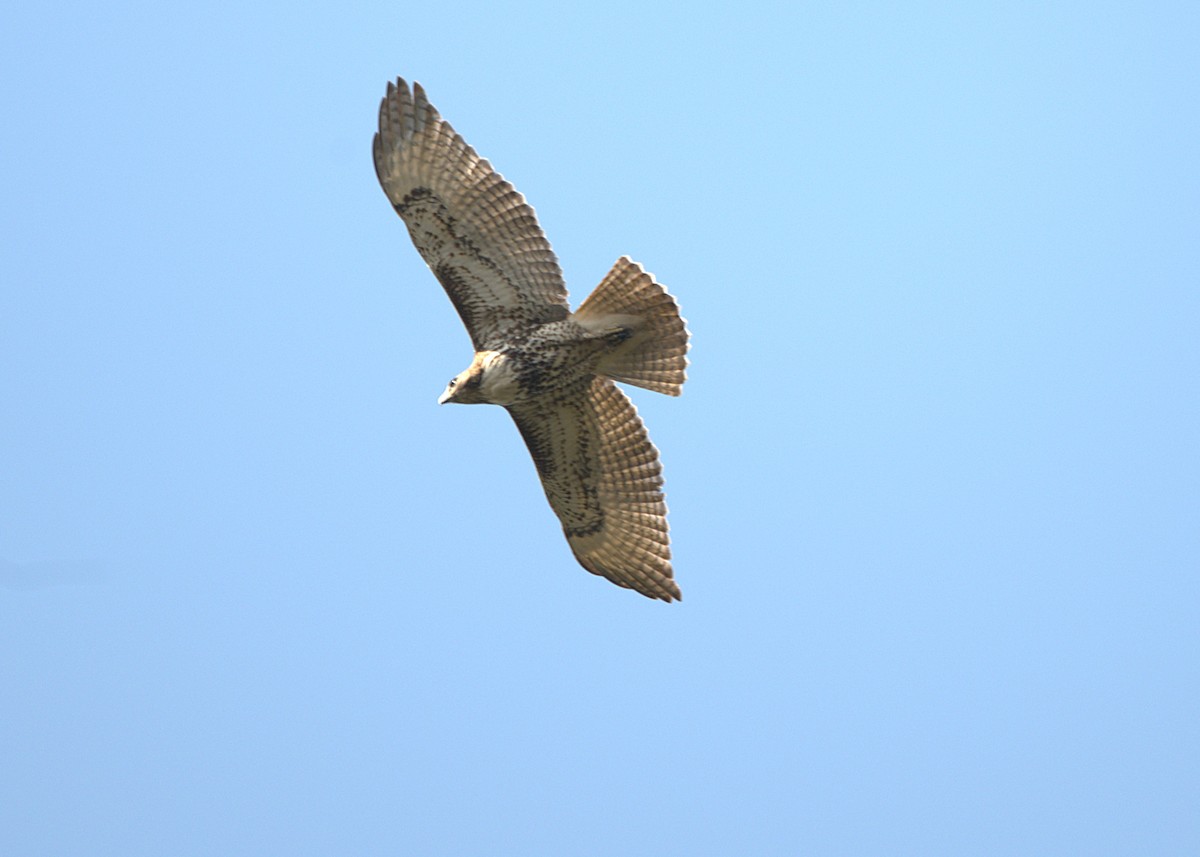 Red-tailed Hawk - ML645270314