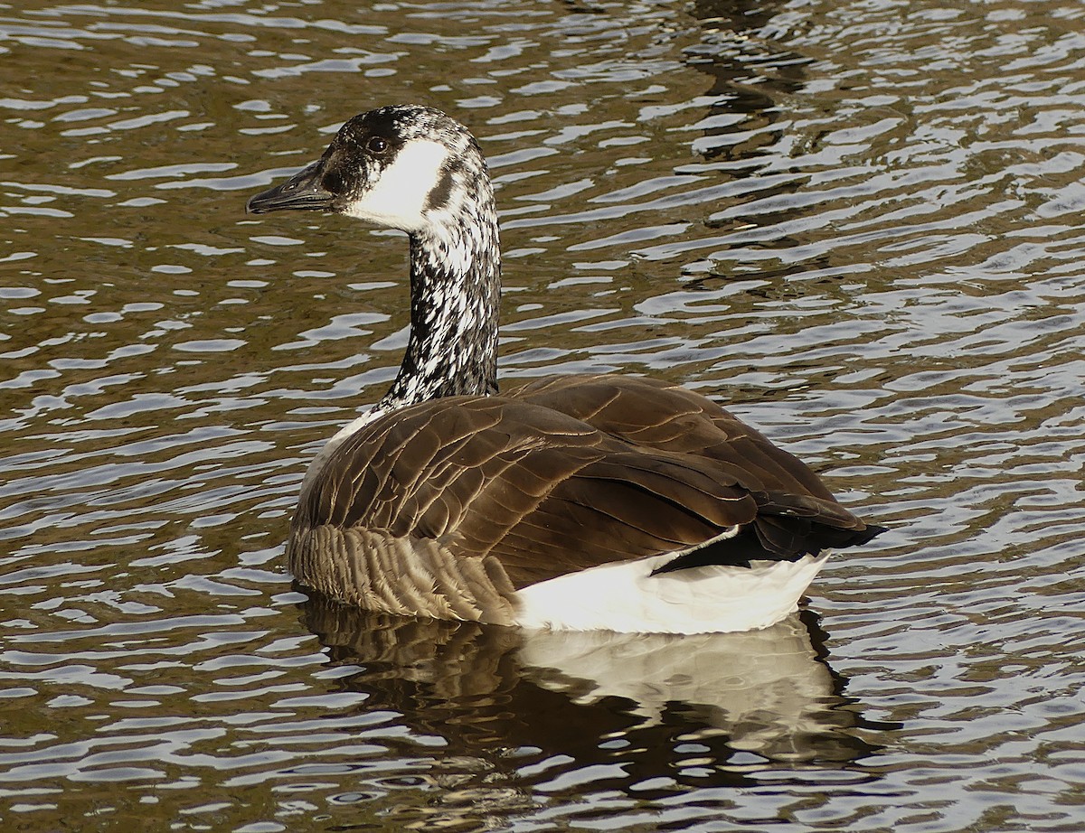Antzara/Branta sp. - ML645270315