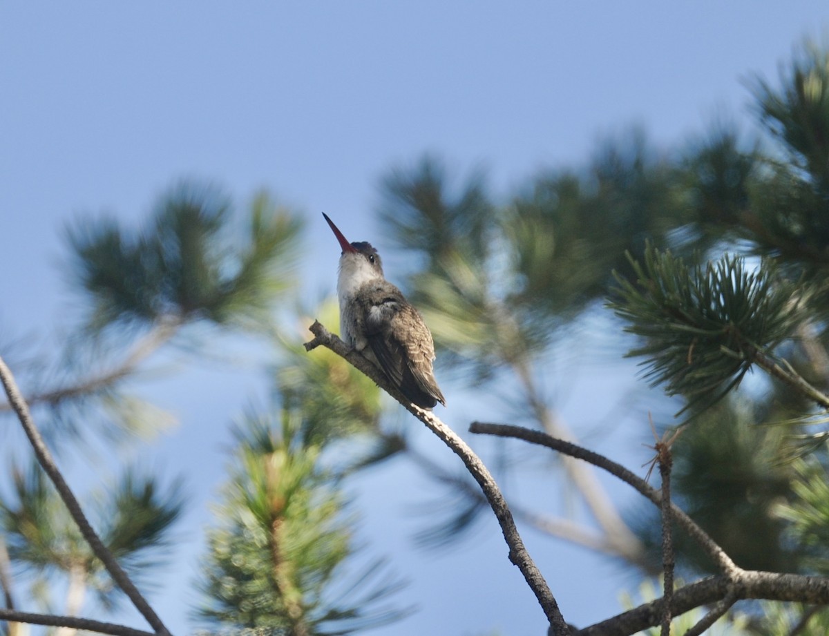 Violet-crowned Hummingbird - ML645270319
