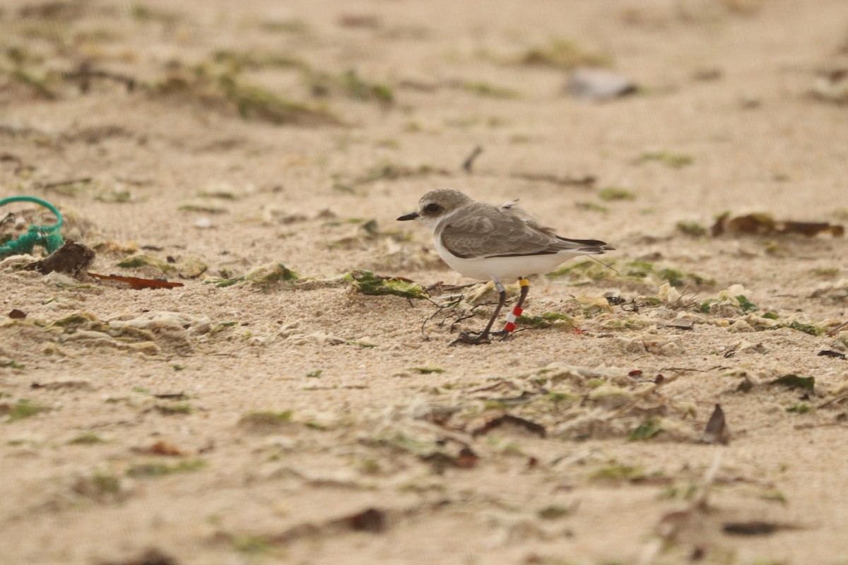 東方環頸鴴 - ML645270325