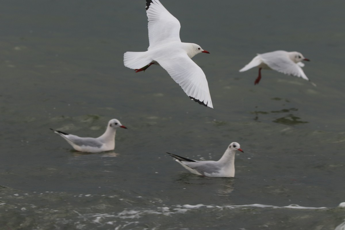 紅嘴鷗 - ML645270329