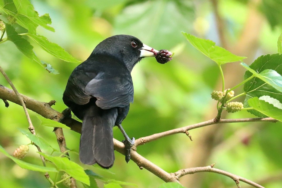 Solitary Black Cacique - ML645270331