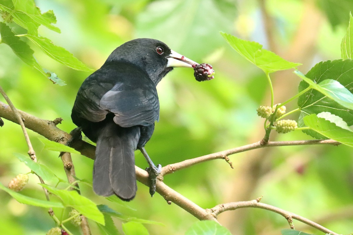 Solitary Black Cacique - ML645270332