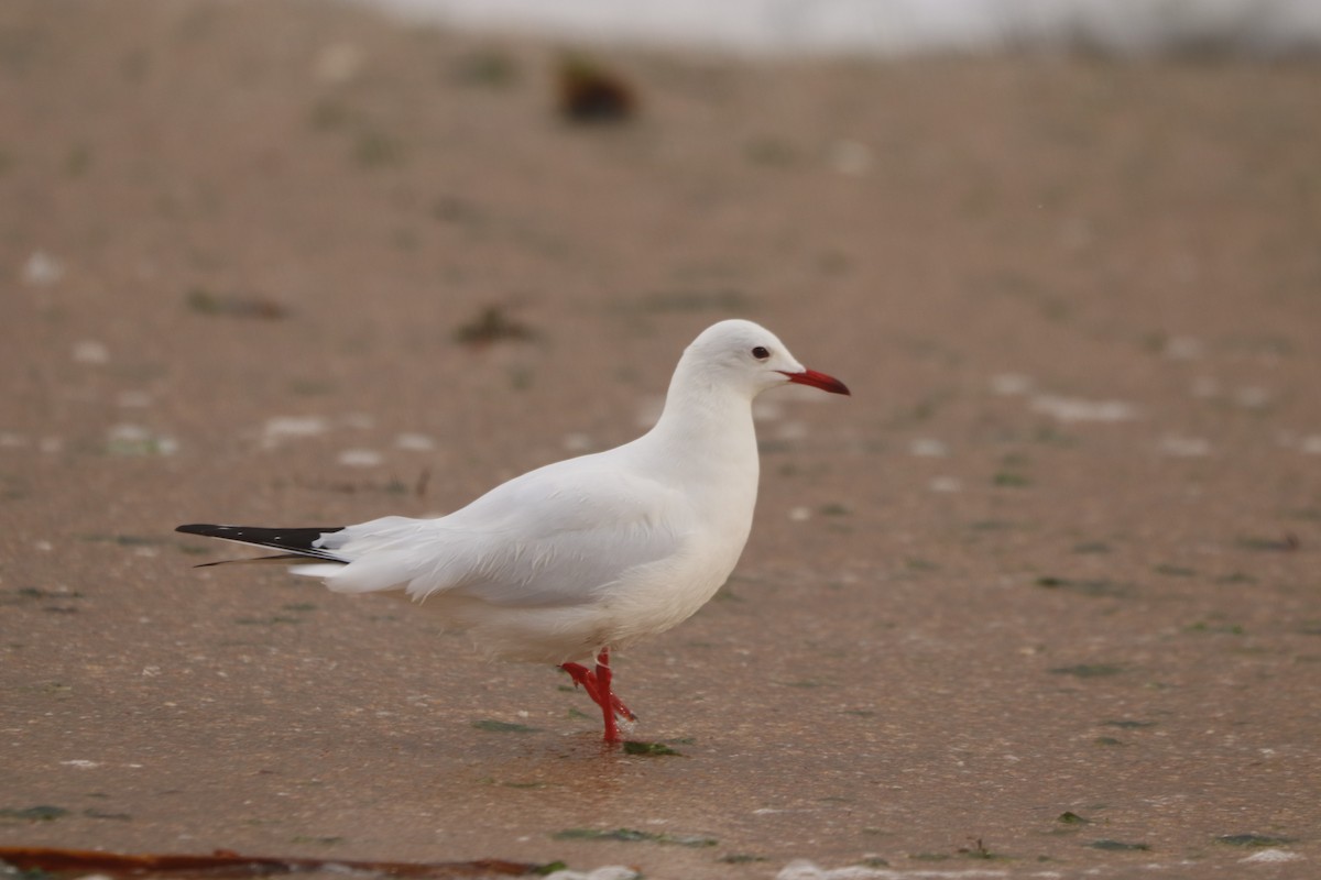 紅嘴鷗 - ML645270334