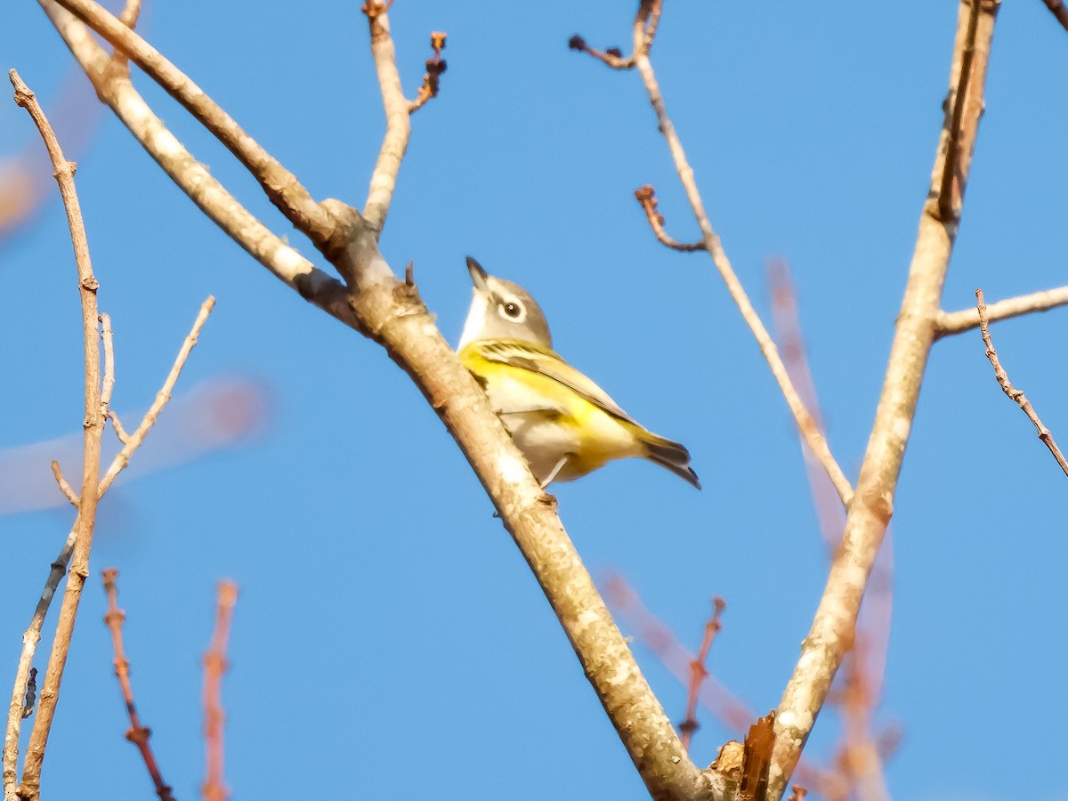 フタスジモズモドキ - ML645270349