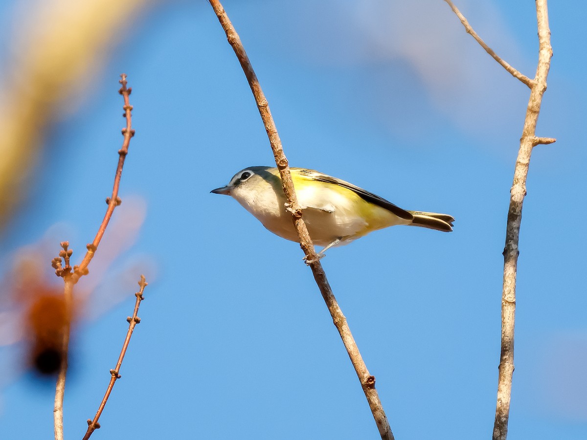 フタスジモズモドキ - ML645270350