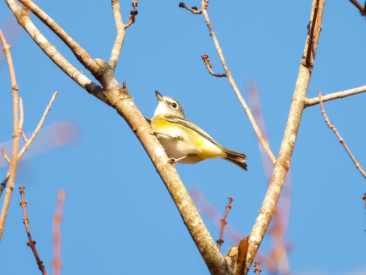 フタスジモズモドキ - ML645270351