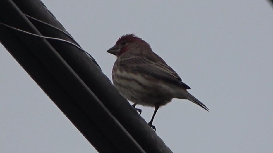 House Finch - ML645270364