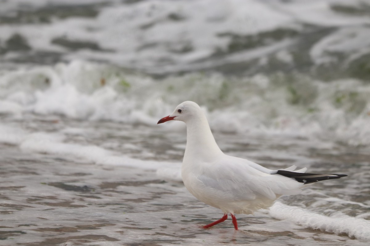 紅嘴鷗 - ML645270365