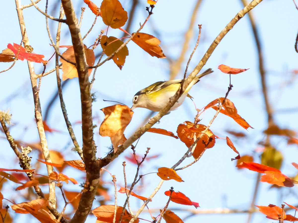 フタスジモズモドキ - ML645270367