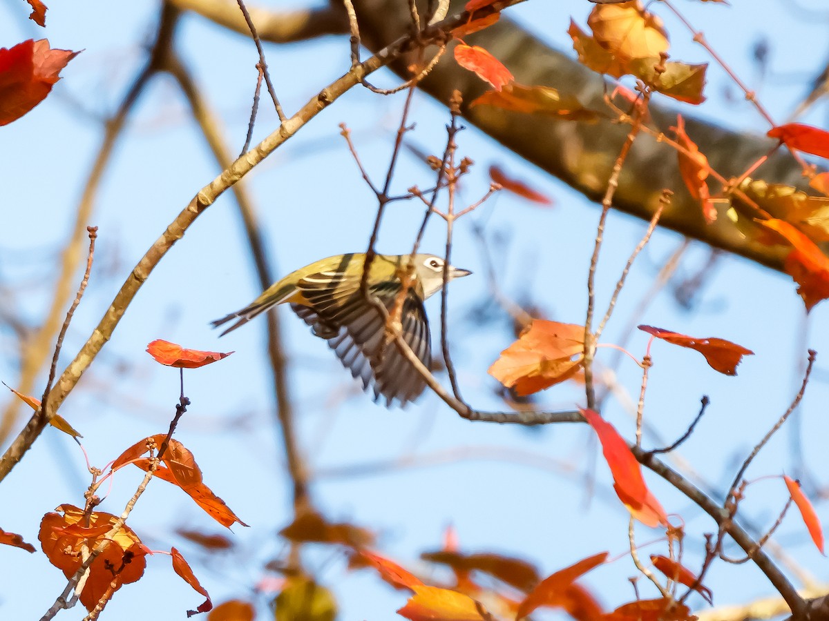 フタスジモズモドキ - ML645270368