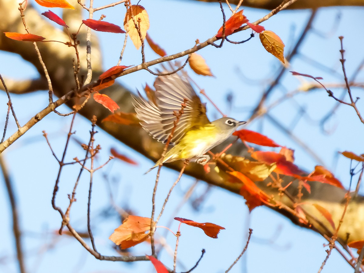 フタスジモズモドキ - ML645270369