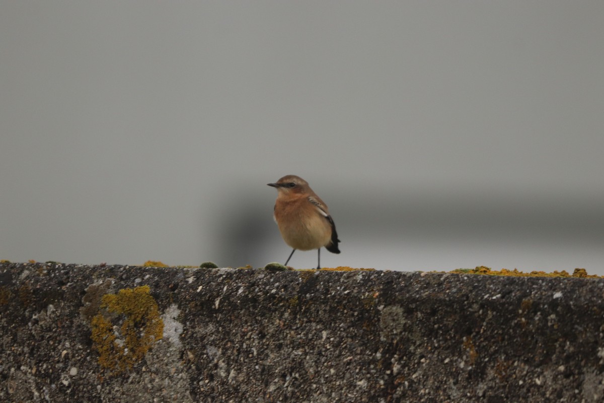 穗䳭 - ML645270372