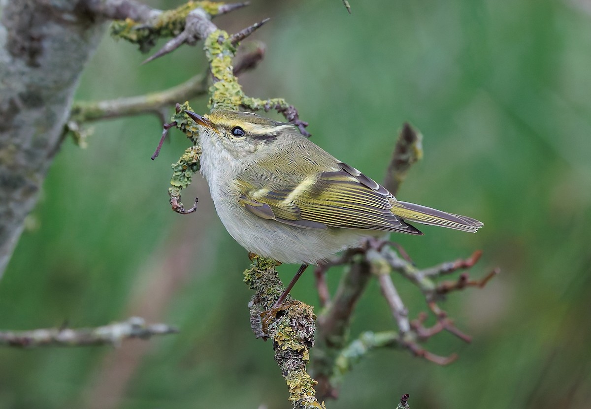 budníček zlatohlavý - ML645270375