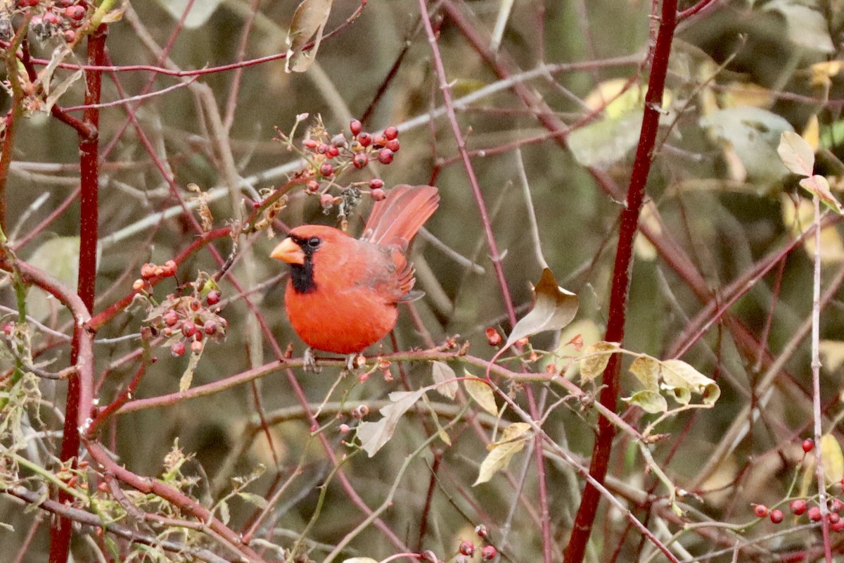 Кардинал червоний - ML645270377