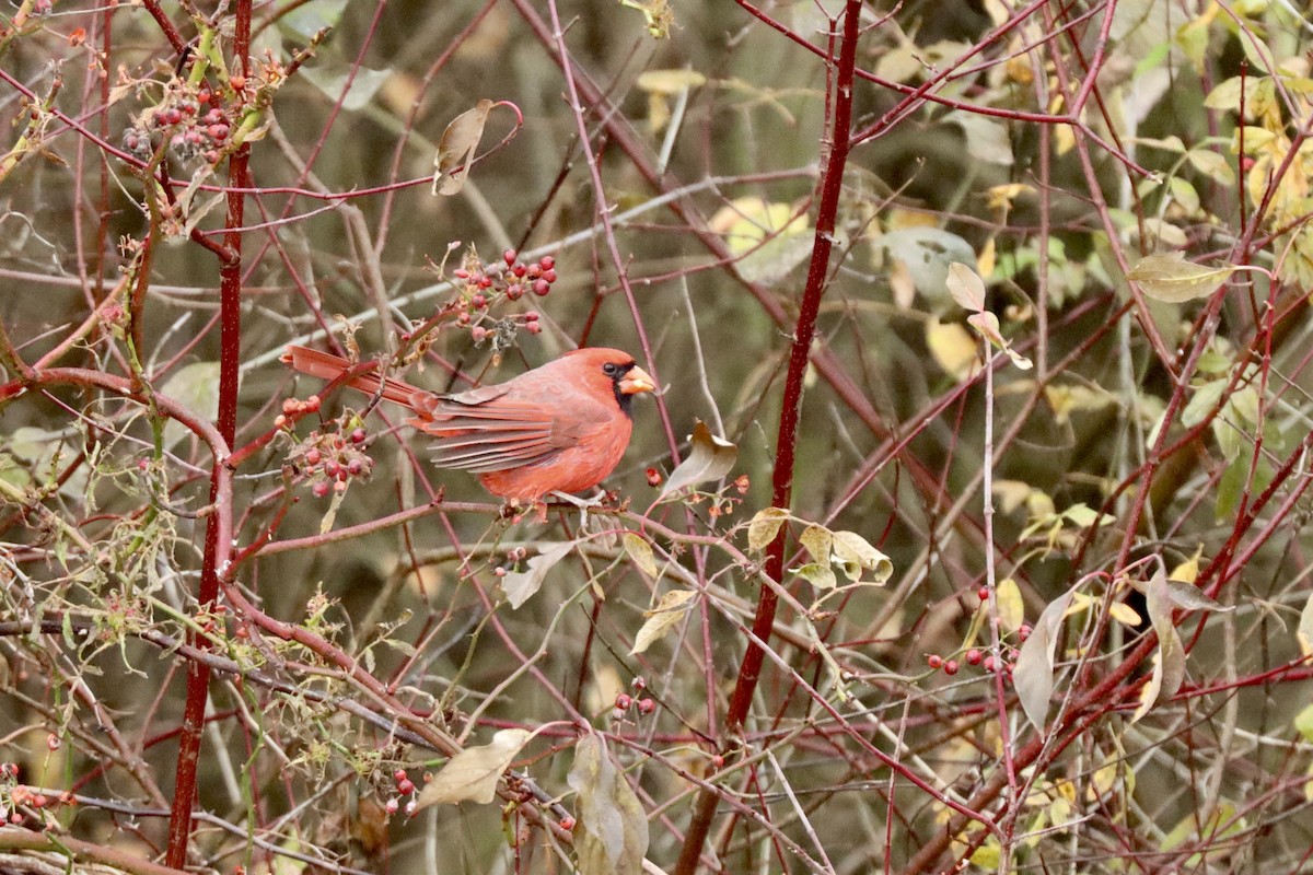 Кардинал червоний - ML645270378