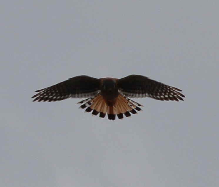 poštolka pestrá - ML645270385