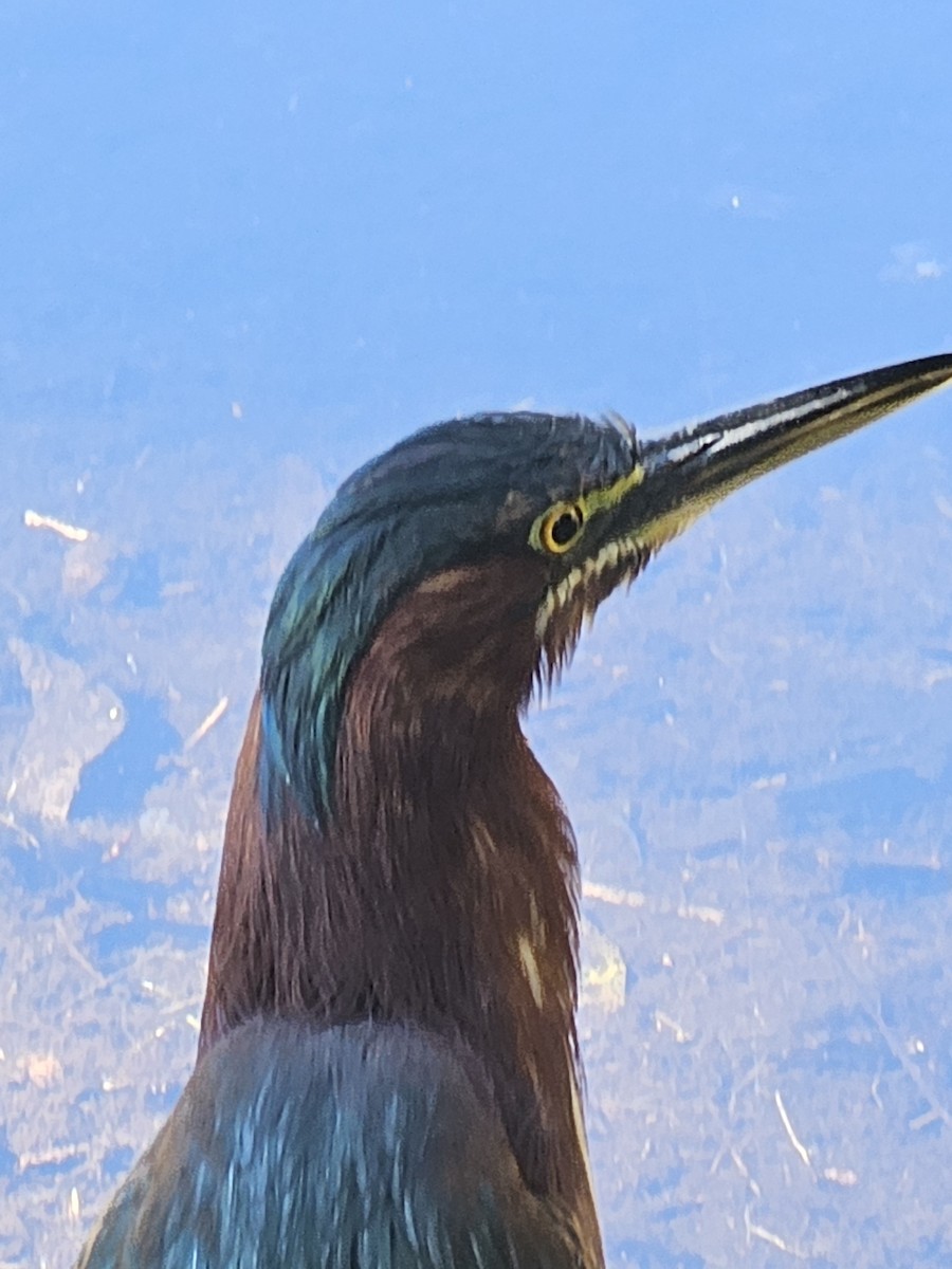 Koartzatxo berdea - ML645270386