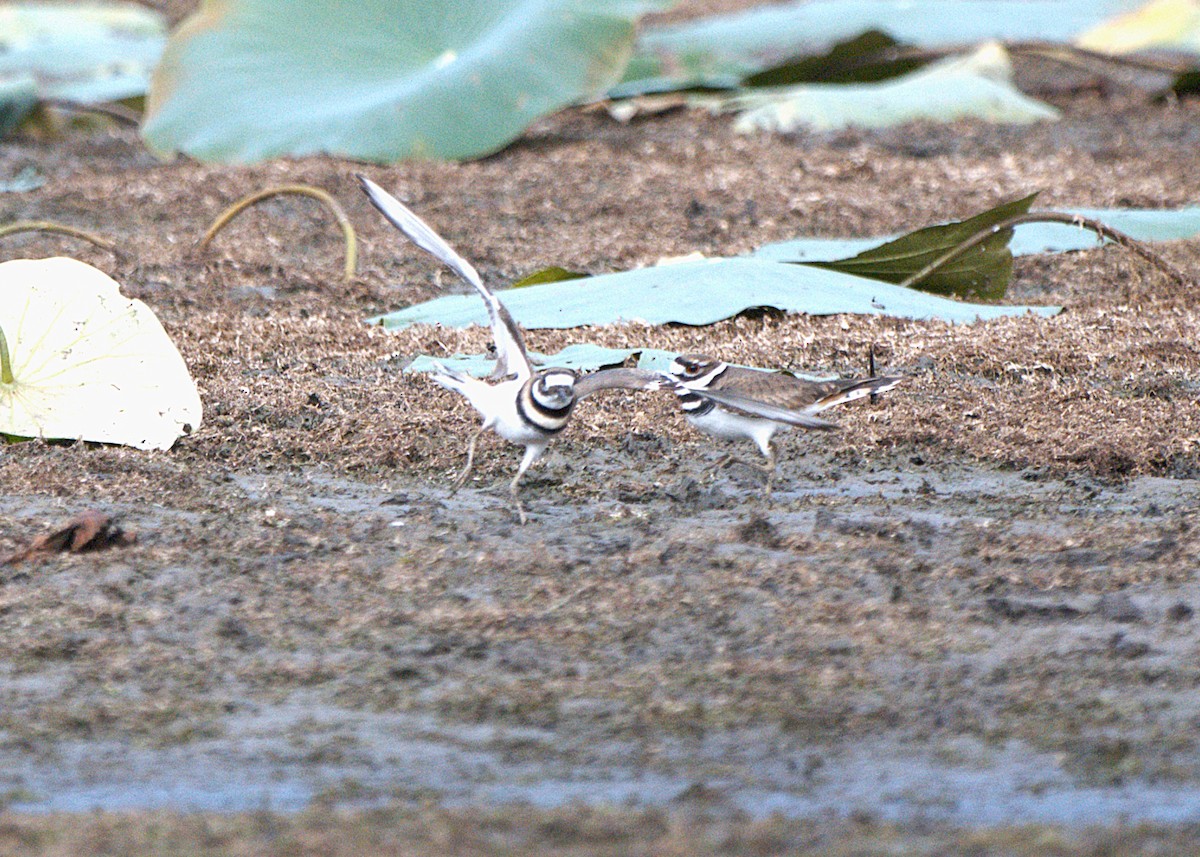 Killdeer - ML645270388