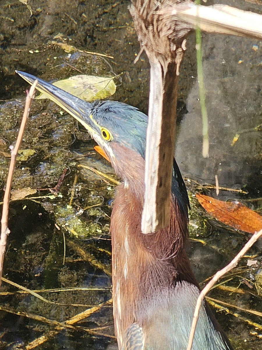 Koartzatxo berdea - ML645270389