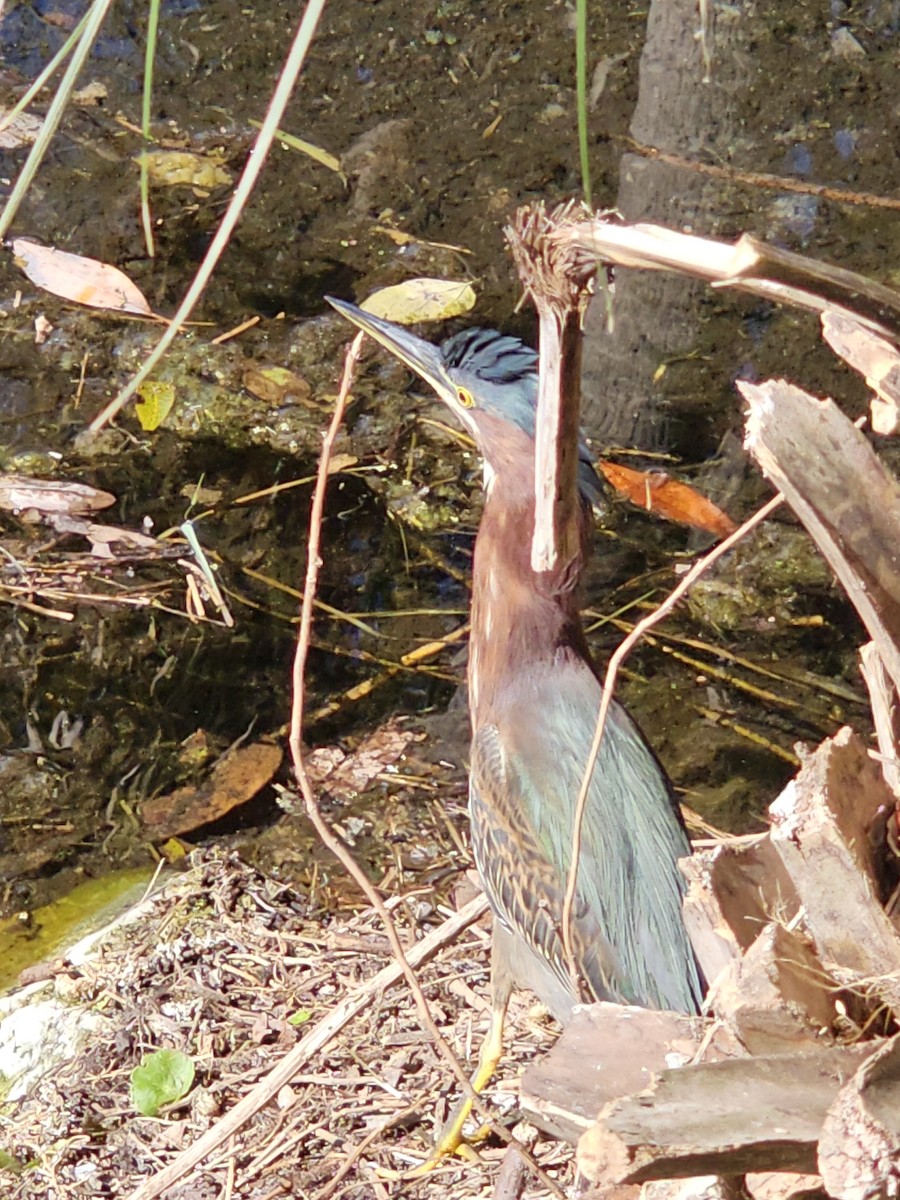 Koartzatxo berdea - ML645270390