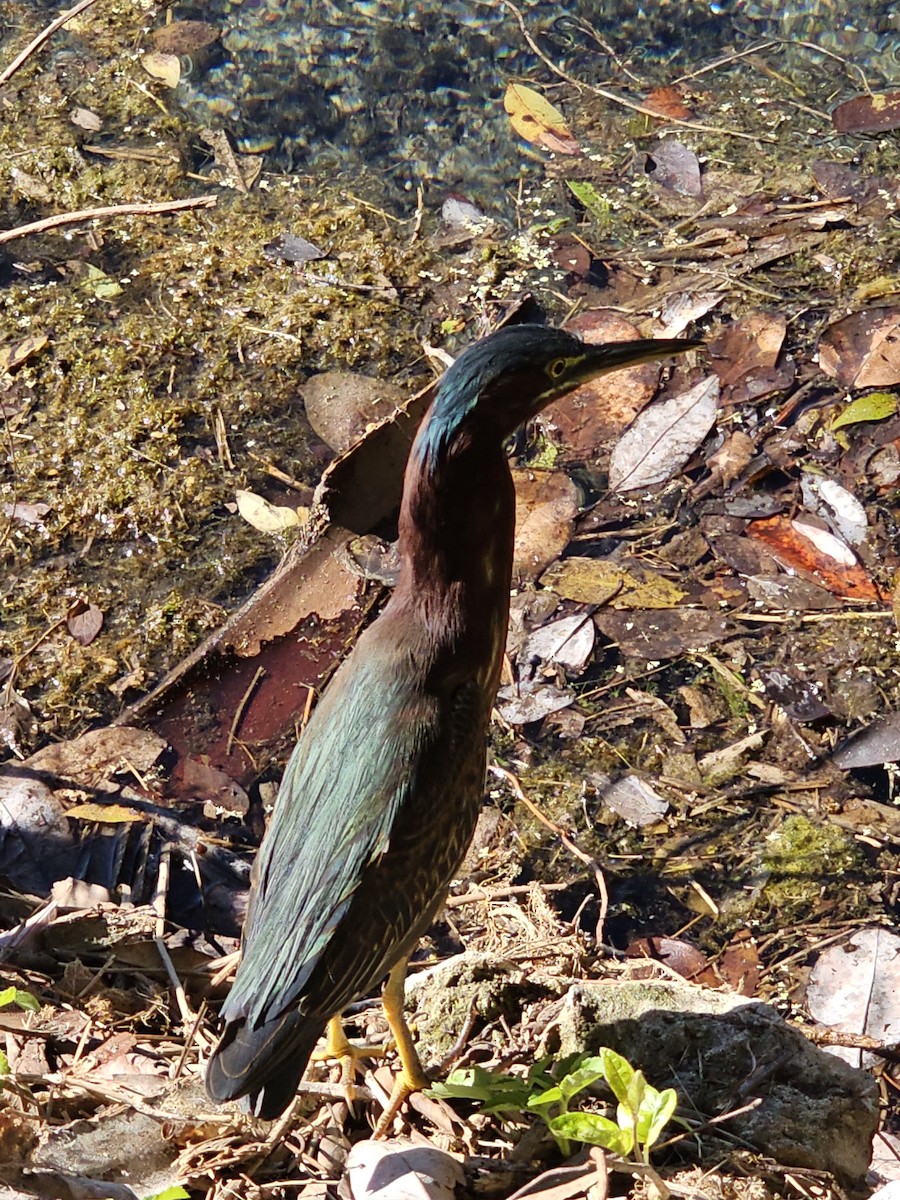 Koartzatxo berdea - ML645270391