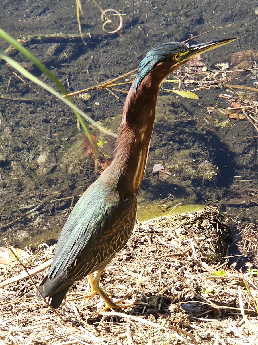 Koartzatxo berdea - ML645270392