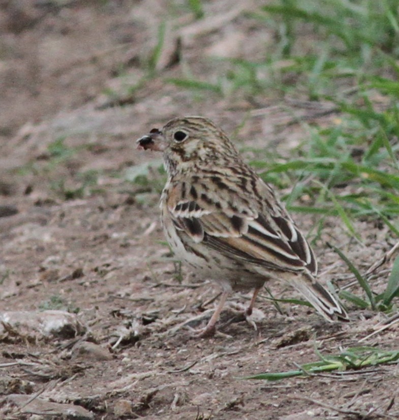 Vesper Sparrow - ML645270399