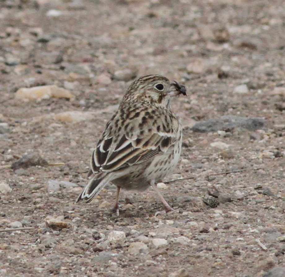 Vesper Sparrow - ML645270400