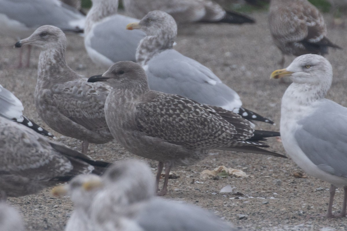 gull sp. - ML645270403