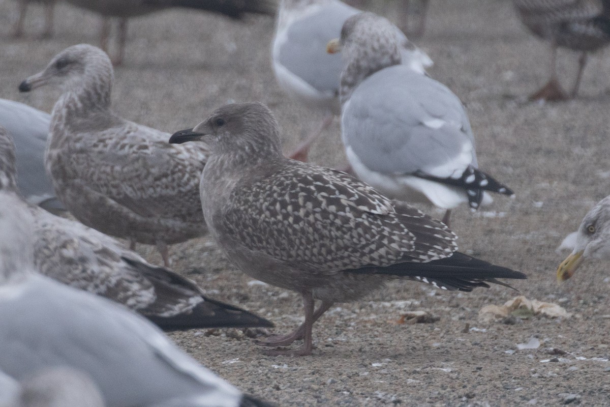 gull sp. - ML645270404