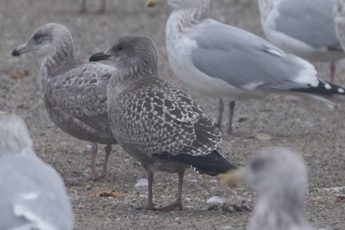 gull sp. - ML645270405