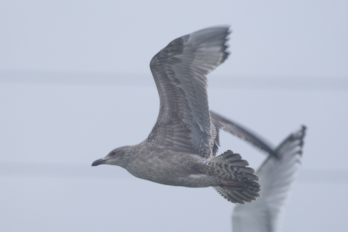 gull sp. - ML645270407